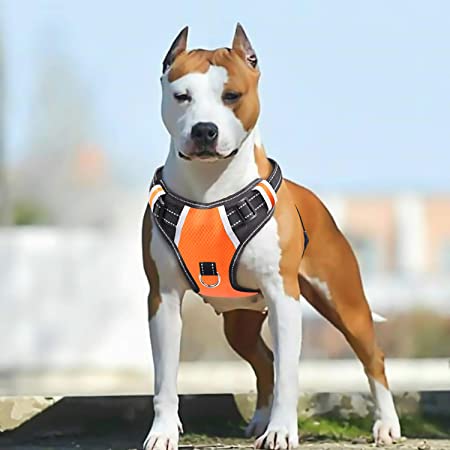 NFL Denver Broncos Dog Mesh Harness - Big Dog Sizes Too!